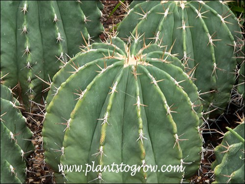 Heavily ribbed barrel cactus with bluish green colored skin.